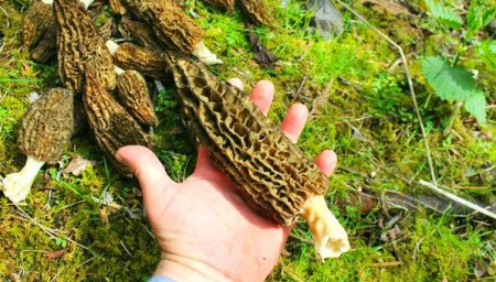 Исследователи обнаружили первый гриб , который ведет себя, как фермер